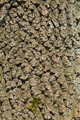 Close-up of the bark of an Oak