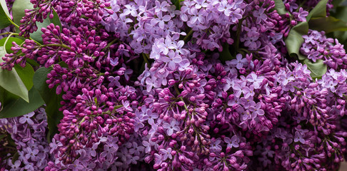 Fototapeta premium Purple lilac blossoming background. Natural flowers layout.