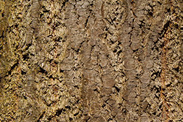 Close-up of the bark of a Douglas fir