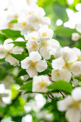 Naklejka na ściany i meble Close up fragrant aromatic flowers jasmine on a green leaf background. Natural layout.