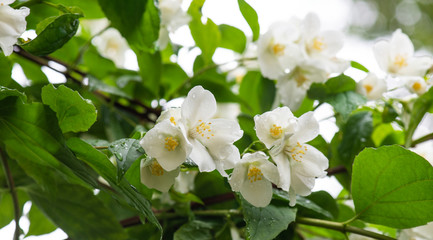 Bush jasmine in blooming with white flowers on green leaves. Natural layout.