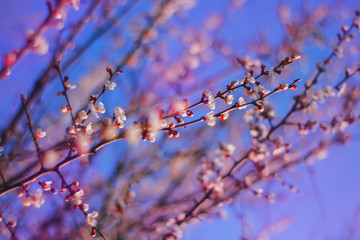flowering branches of the fruit tree against the sky.