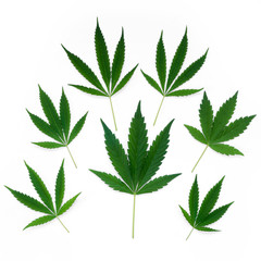 Cannabis leaves of different sizes squared are isolated on a white background.