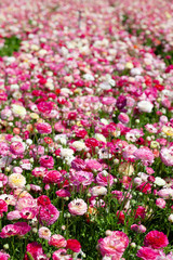 Huge field of blossoming garden buttercups or ranunculus in Israel