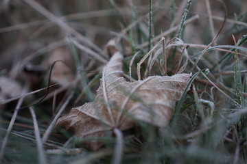 frost on leaf