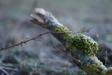 branch of a tree in winter