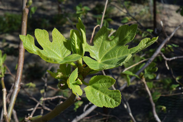 Jeunes feuilles de figuier