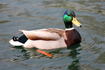 Drake Mallard duck swimming on a pond