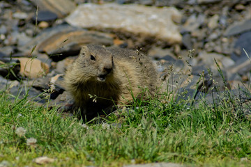 Marmotte des Pyrénées