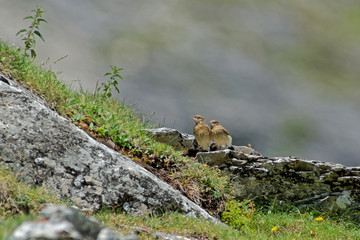 Traquets motteux juv&eacute;niles