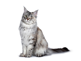 Very pretty silver tortie young adult Maine Coon cat, sitting side ways facing front. Looking at camera with one green eye. Isolated on white background.