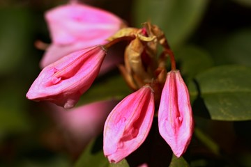Rhododendron Azalee
