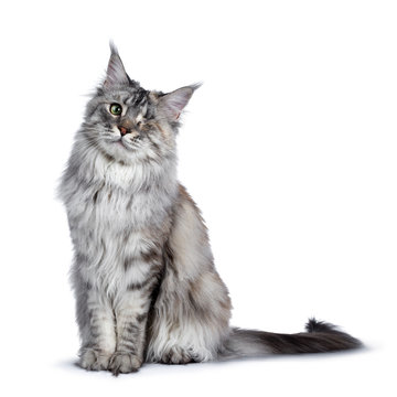 Very pretty silver tortie young adult Maine Coon cat, sitting side ways facing front. Looking at camera with one green eye. Isolated on white background. Cute head tilt.