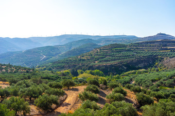 Fototapeta na wymiar olive plantation on the Crete,Greece