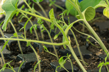 young juicy green sprouts of spring in the earth to give