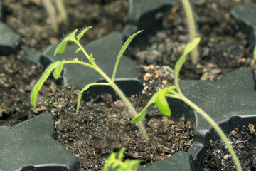 young juicy green sprouts of spring in the earth to give