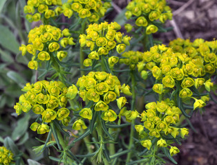 In the wild, grows and blooms Euphorbia virgata