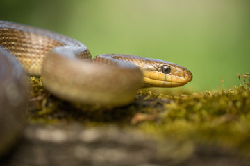 Aesculapian snake Zamenis longissimus in Czech Republic