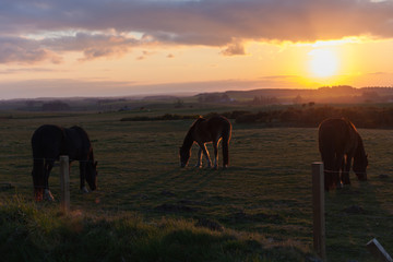 horses walking at field