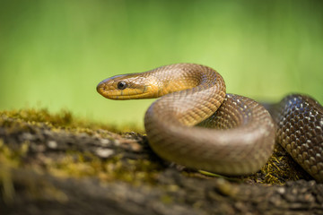 Aesculapian snake Zamenis longissimus in Czech Republic