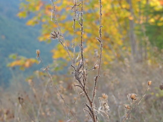 autumn leaves on background of blue sky