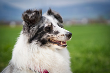 Photoshoot with a Sheltie Sheepdog is one of the British Sheepdogs outward is a miniature version...