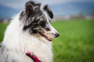 Photoshoot with a Sheltie Sheepdog is one of the British Sheepdogs outward is a miniature version...