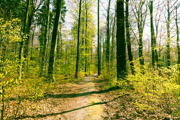Sonniger Wald im April, Schieder