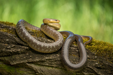 Aesculapian snake Zamenis longissimus in Czech Republic