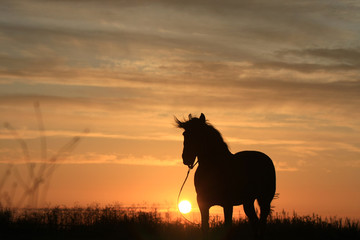Horse silhouette in summer field in the early morning at sunrise