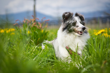 Photoshoot with a Sheltie Sheepdog is one of the British Sheepdogs outward is a miniature version of the longhair collie
