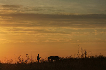 Man and horse silhouette in summer field in the early morning before dawn