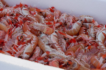 Fresh scampi (Nephrops norvegicus) at Cambrils Harbor market, Tarragona, Spain 0001 16042019.jpg