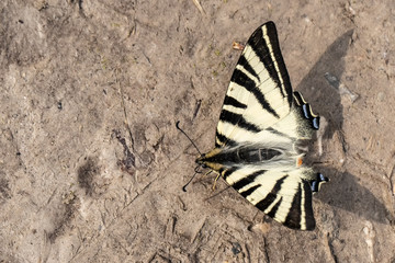 Butterflys