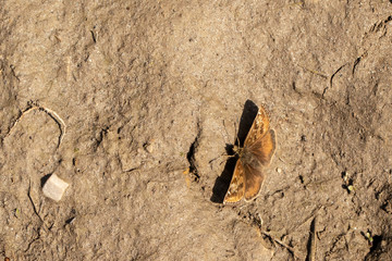 Butterflys