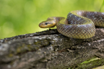 Aesculapian snake Zamenis longissimus in Czech Republic