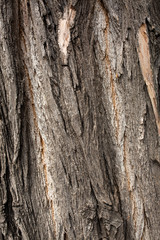 tree bark texture background