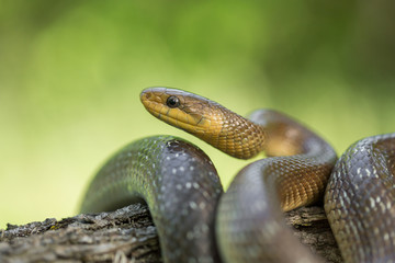 Aesculapian snake Zamenis longissimus in Czech Republic
