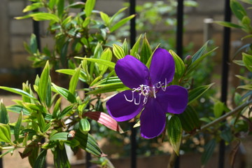 Bovitiya flower in Sri Lanka