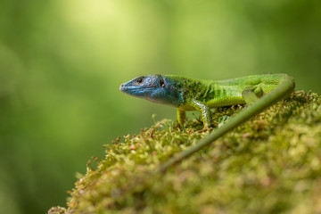 The European Green lizard Lacerta viridis in Czech Republic
