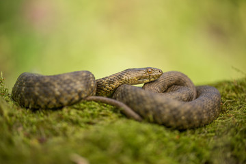 Dice snake Natrix tessellata in Czech Republic