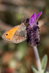 Butterfly photographed in their natural environment.