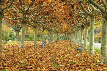 Fallende Bl&auml;tter im Herbst