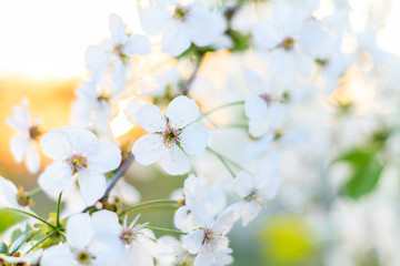 Obraz na płótnie Canvas cherry tree in white bloom at sunrise