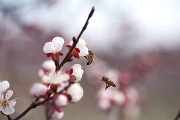 Bee on apricot blossom.Honeybee collecting pollen at a white flower