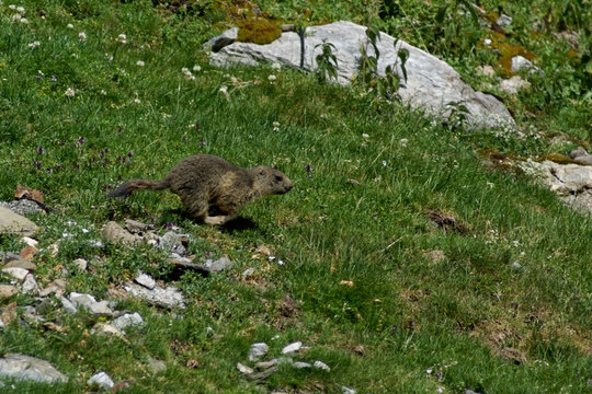 Marmotton des Pyr&eacute;n&eacute;es