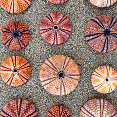 Fototapeta na wymiar reddish sea urchin shells on wet sand, top view close up