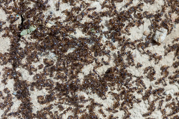 ants run to the anthill