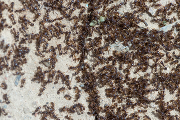 ants run to the anthill