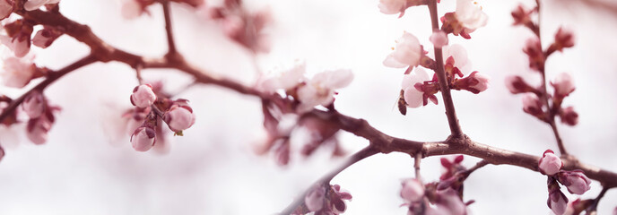 apricot flower bud on a tree branch branch with tree buds.